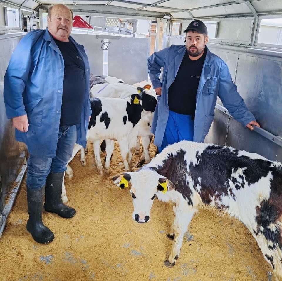 Zwei Männer stehen neben einer schwarz-weissen Kuh. Foto von der Rösch Tiertransporte GmbH