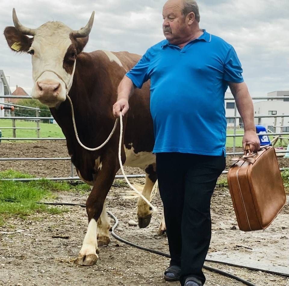 Ein Mann in einem blauen Hemd führt eine braune Kuh spazieren. Foto von der Rösch Tiertransporte GmbH