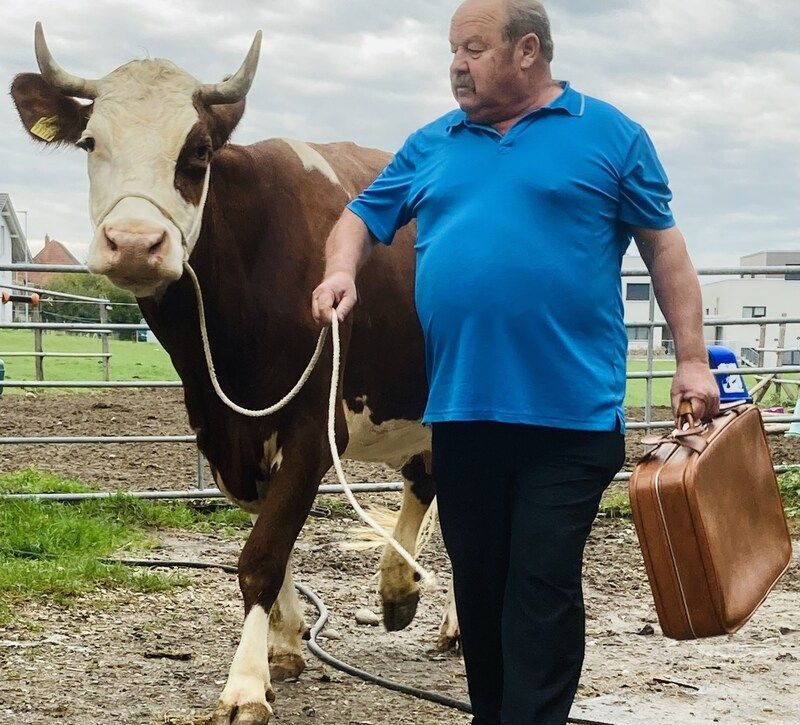 Ein Mann in einem blauen Hemd führt eine braune Kuh spazieren. Foto von der Rösch Tiertransporte GmbH