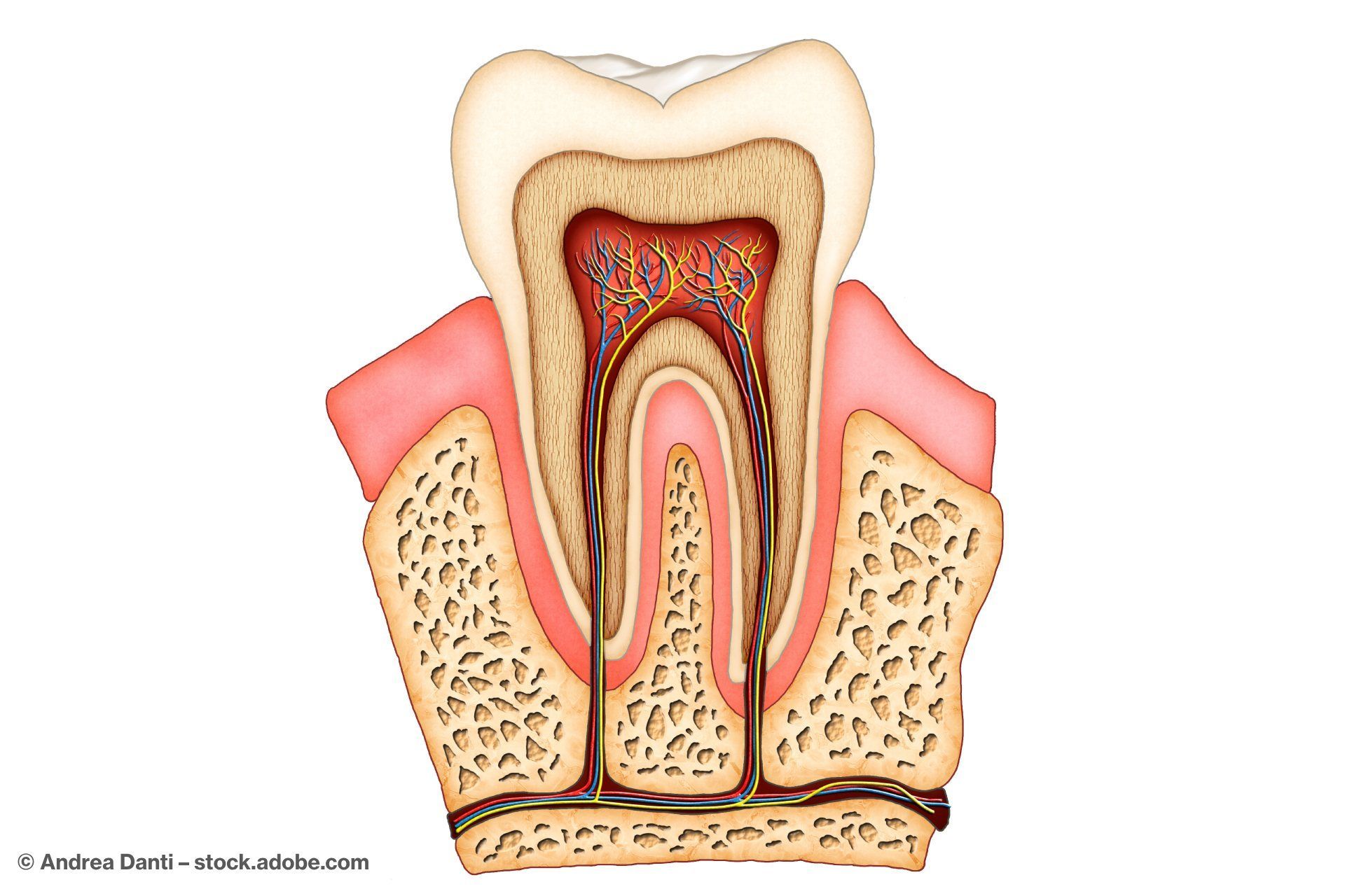 Schemadarstellung eines Zahnquerschnitts