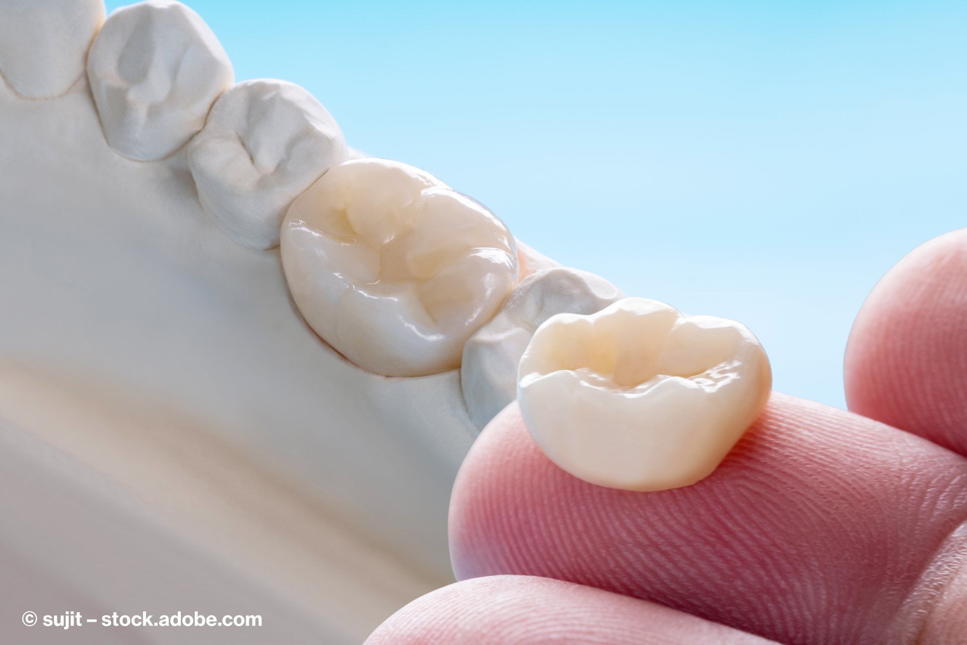 Modell eines Backenzahnes