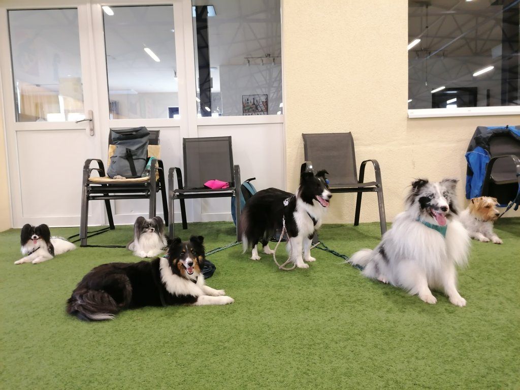 Shetland Sheepdogs und Papillons warten beim Agilitytraining in der Halle