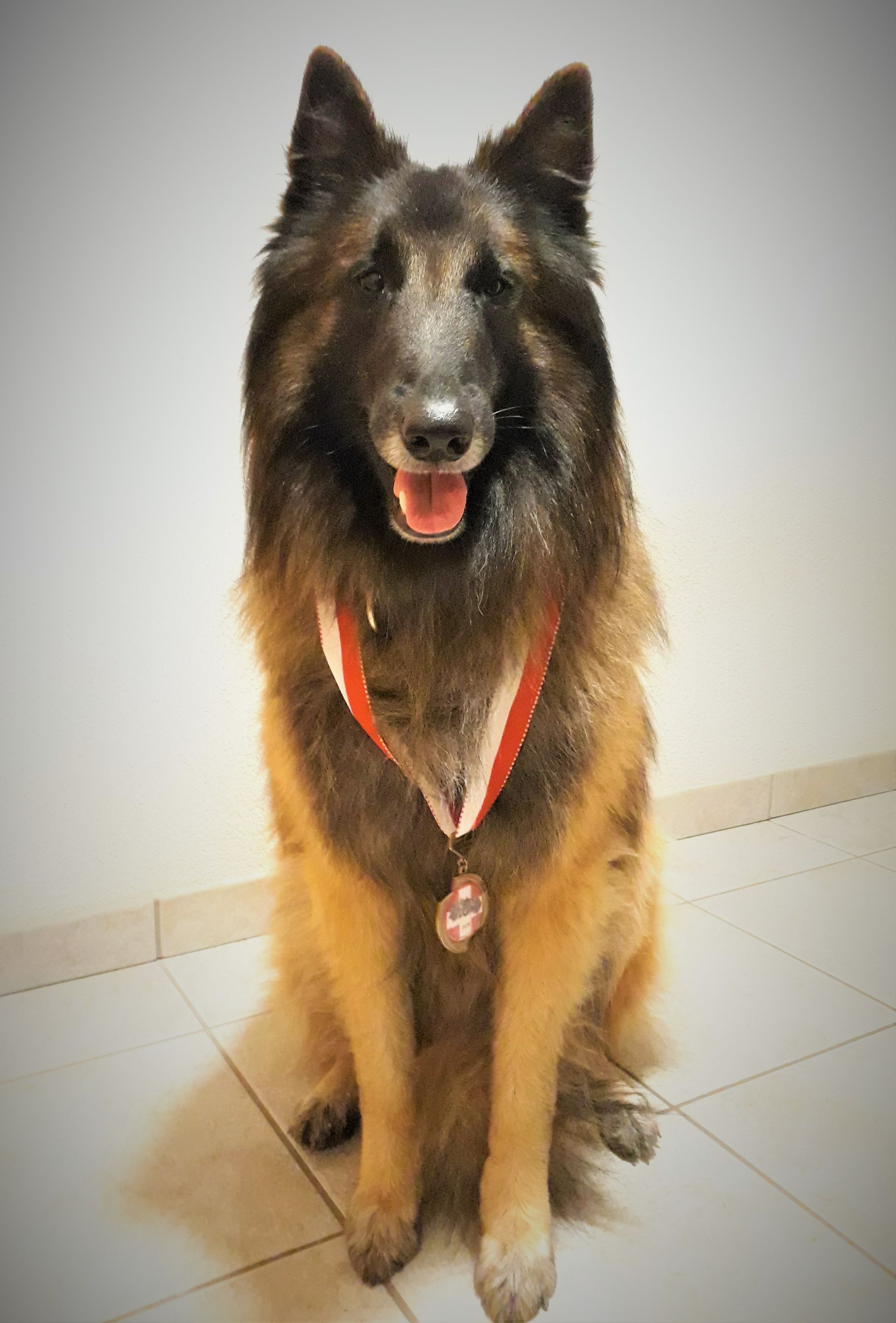 Tervueren mit Medaille, nach erfolgreichem Agilitywettkampf an der Belgier-SM