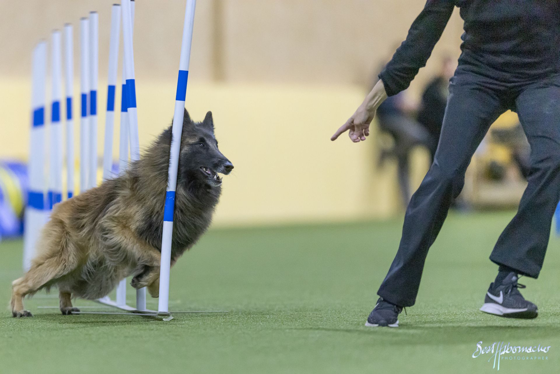 Tervueren läuft Slalom beim Agilitymeeting, Belgier-Schweizermeisterschaft
