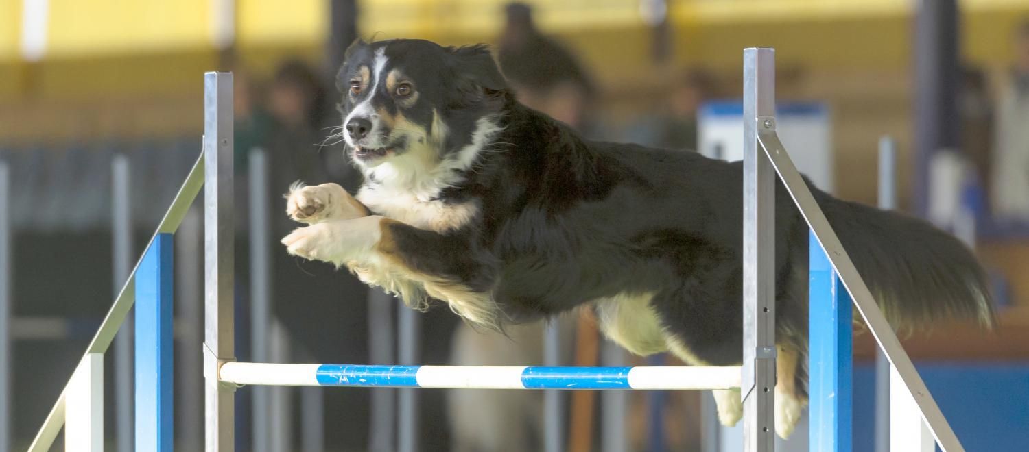 Australien Sheperd beim Sprung über eine Hürde