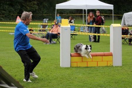 Sheltie beim Agilitymeeting. Sprung über Mauer