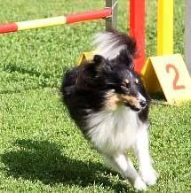 Sheltie beim Agility. Sprung über Hürde.