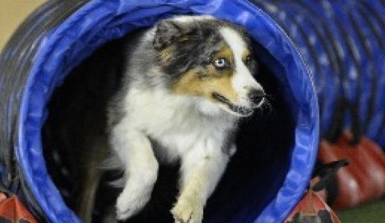 Austalien Sheperd beim Agility-Training. Durchläuft einen Tunnel.