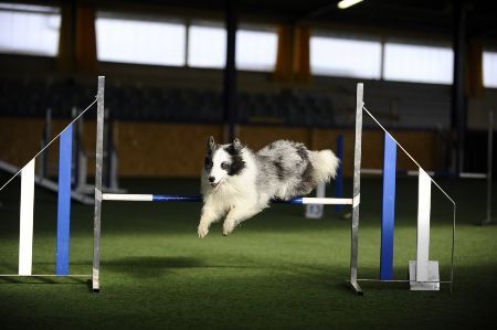 Sheltie beim Überspringen einer Hürde in der Hundesporthalle Fräschels