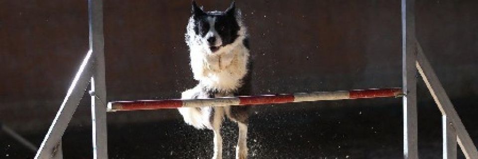 Border Collie beim Überspringen einer Hürde