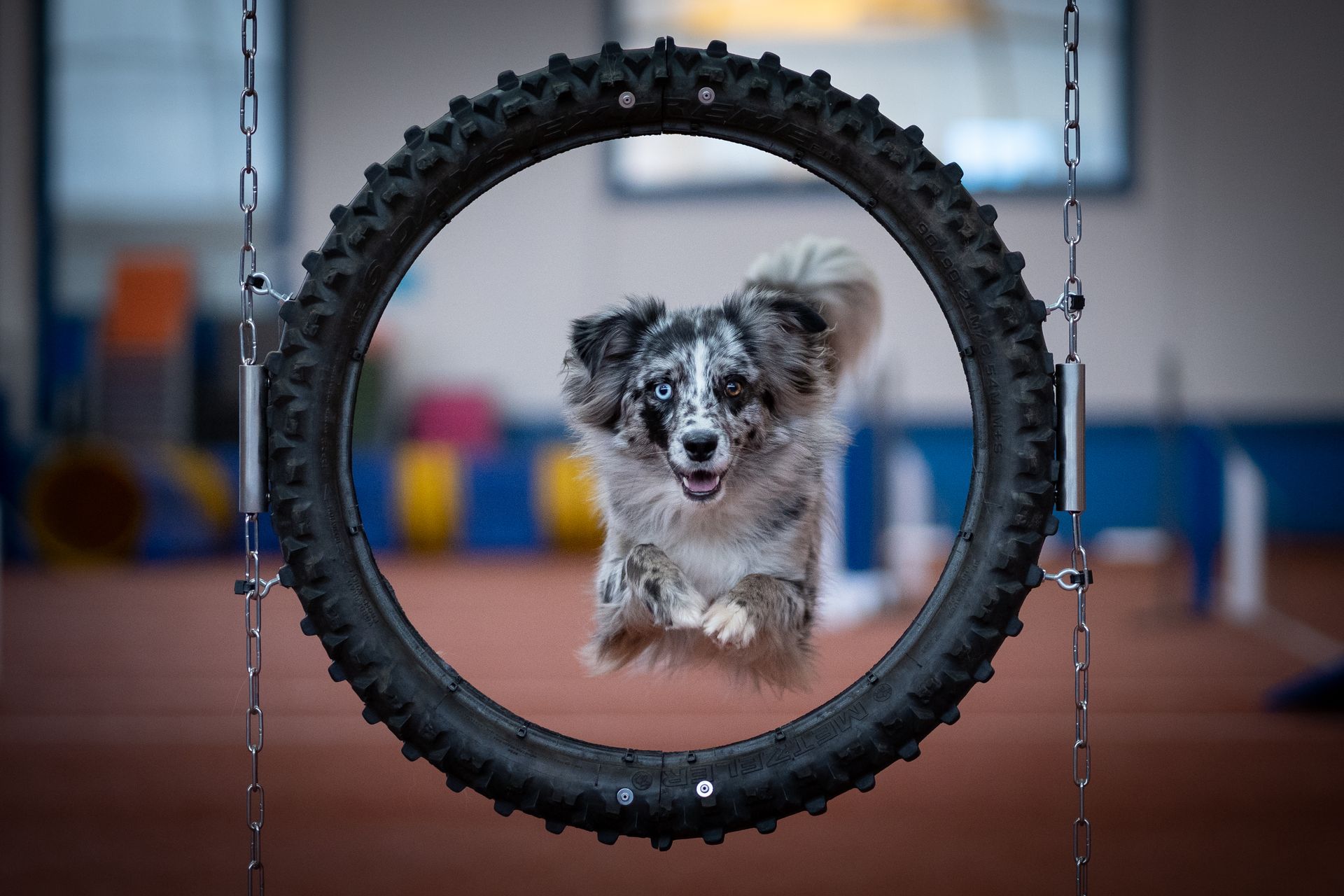 Australien Sheperd springt durch Agility-Pneu