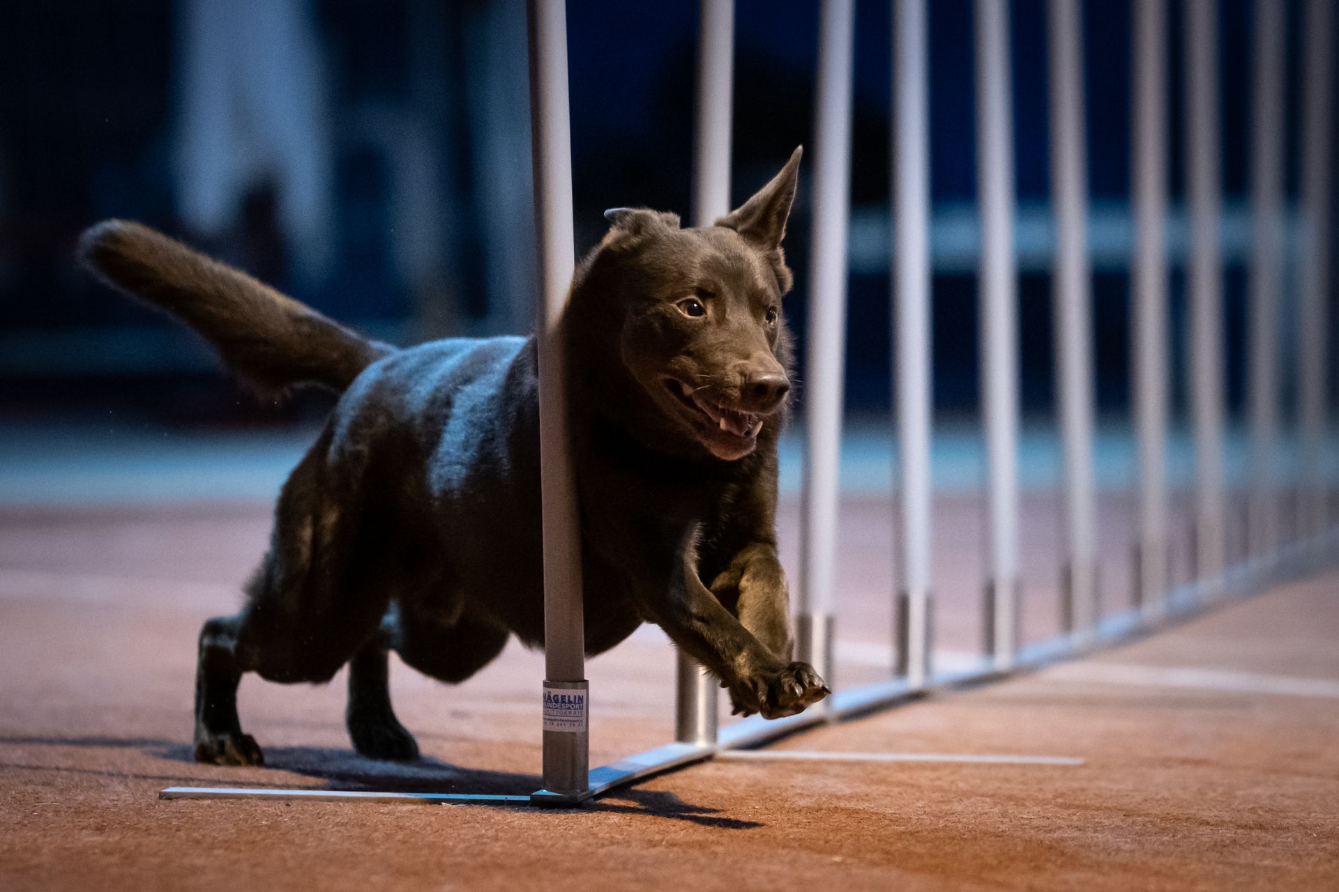 Australien Kelpie beim Slalomtraining beim Agility