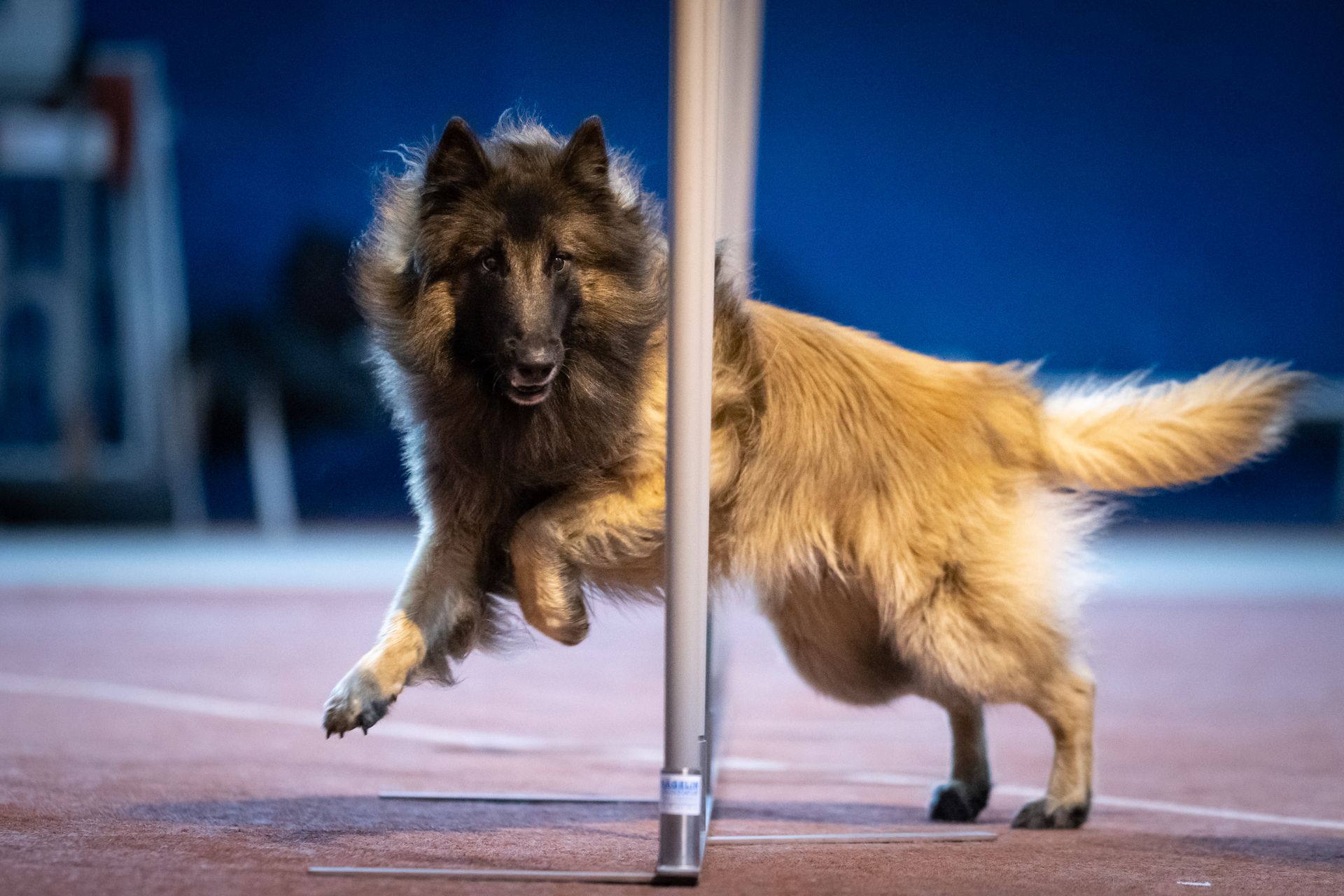 Tervueren beim Agilitytraining im Slalom