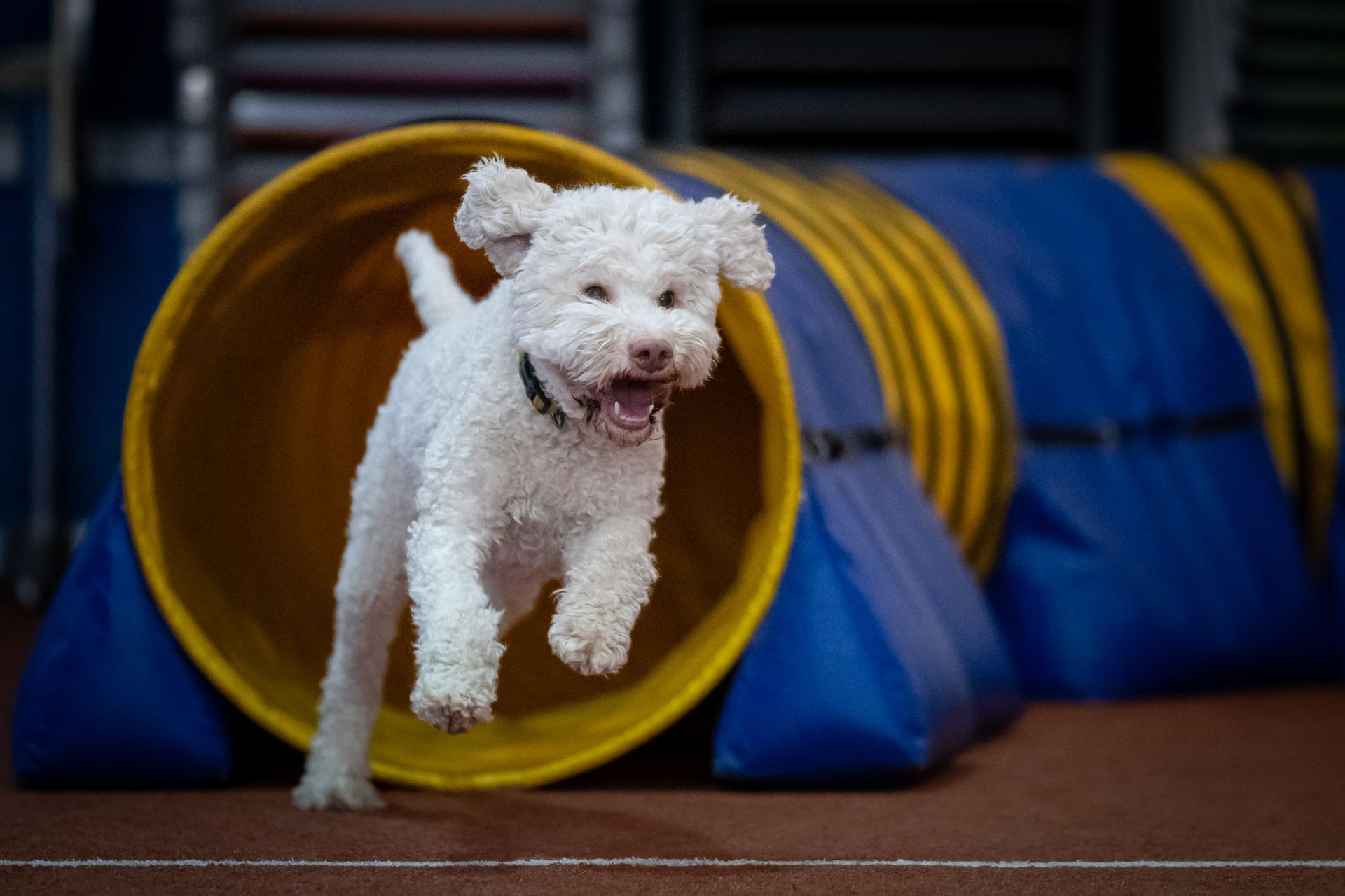 Lagotto im Agilitytunnel in der Halle