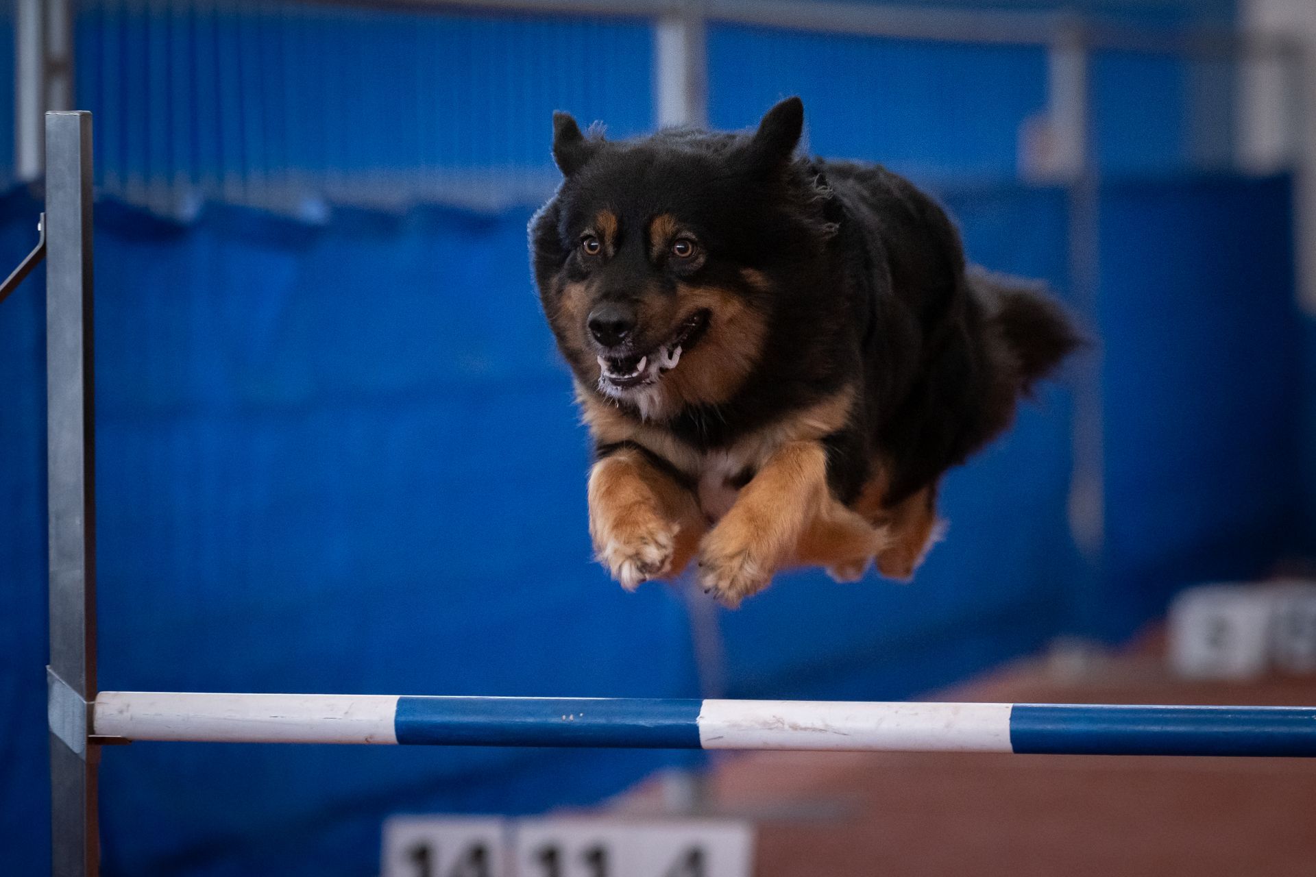 Australien Sheperd beim Überspringen eines Sprunges