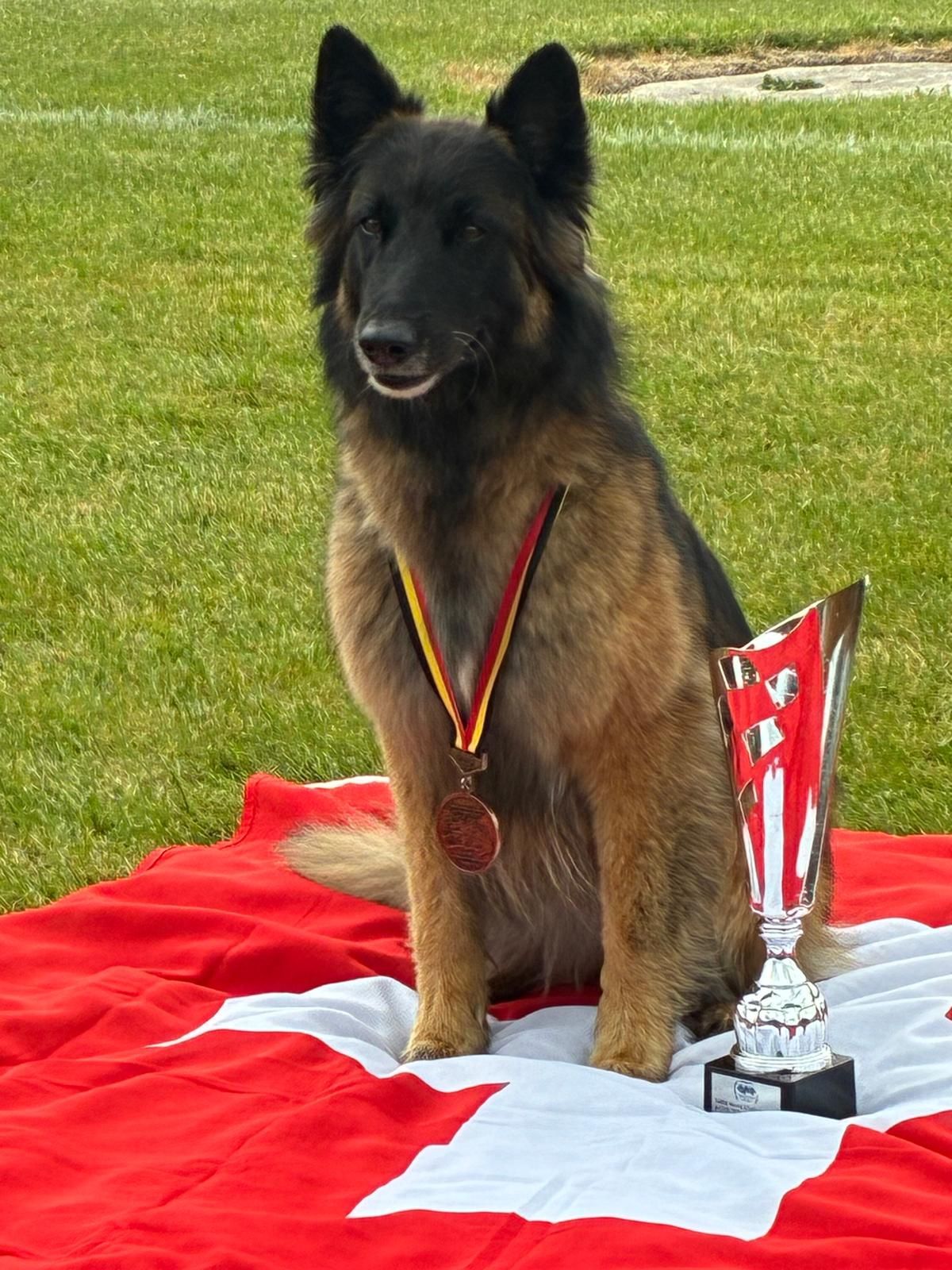 Belgischer Tervueren mit Pokal nach erfolgreichem Agilityturnier