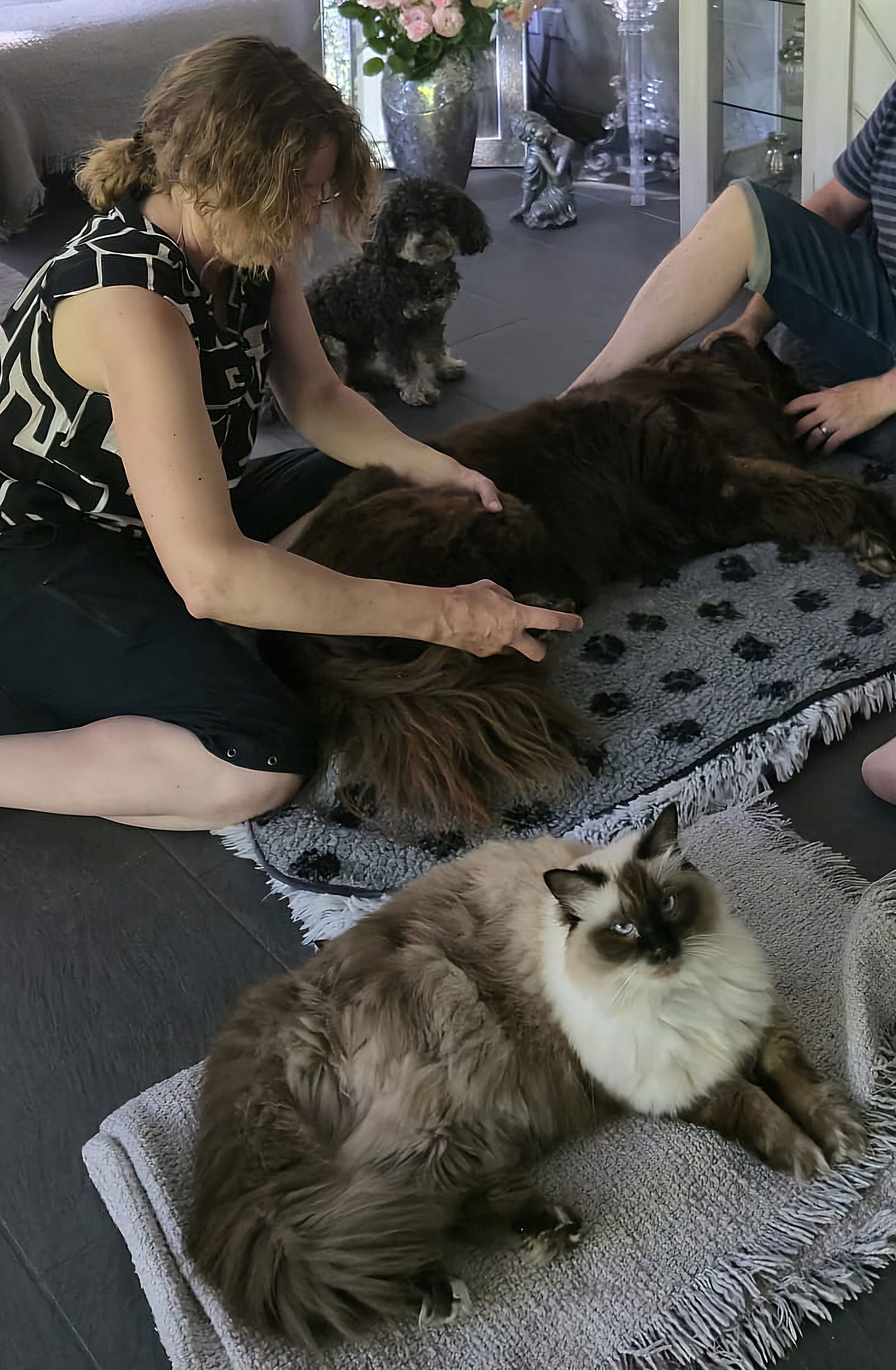 Hundetherapie Härzbluet