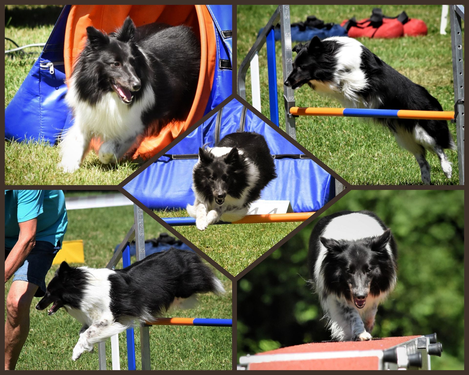 Agilitycollage, Sheltie beim Agility