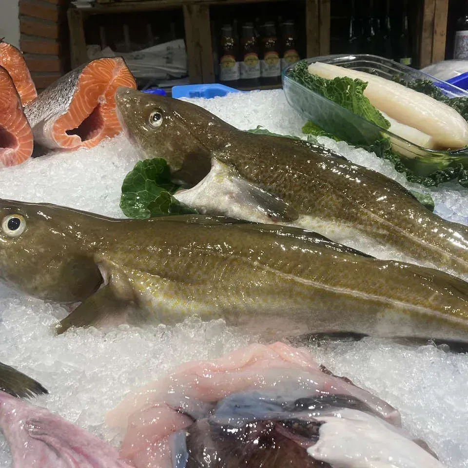 Un montón de peces están sentados encima del hielo.
