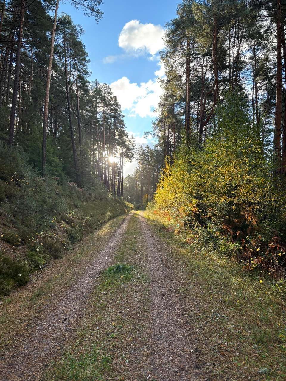 Ein unbefestigter Pfad führt durch einen sonnenbeschienenen Wald. Hohe Bäume säumen beide Seiten, der Himmel ist strahlend blau.