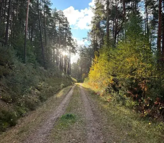 Ruhiger Waldweg im Schwarzwald – Symbol für Abschied, Ruhe und naturnahe Bestattungsvorsorge