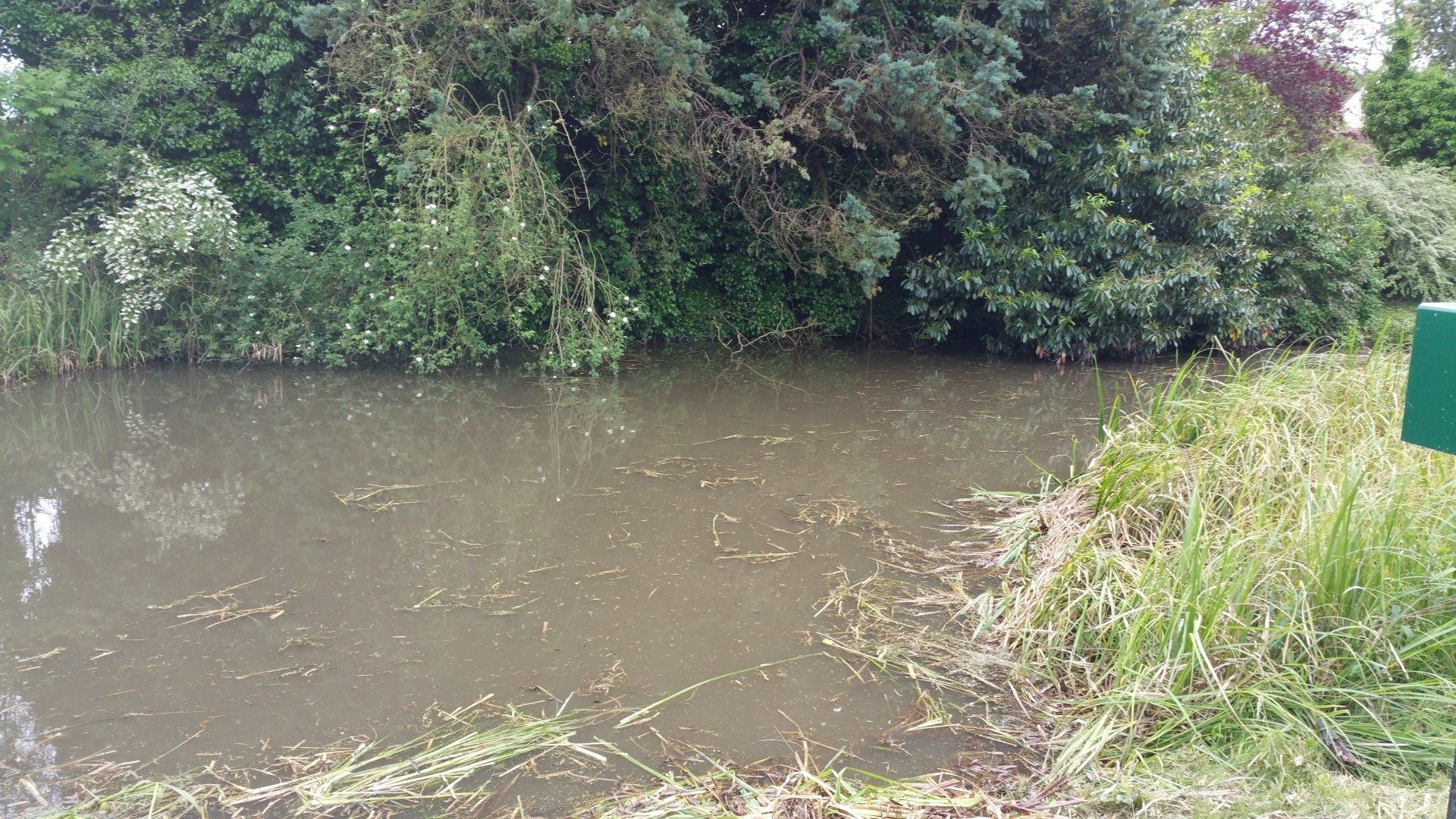 Bassin et végétation