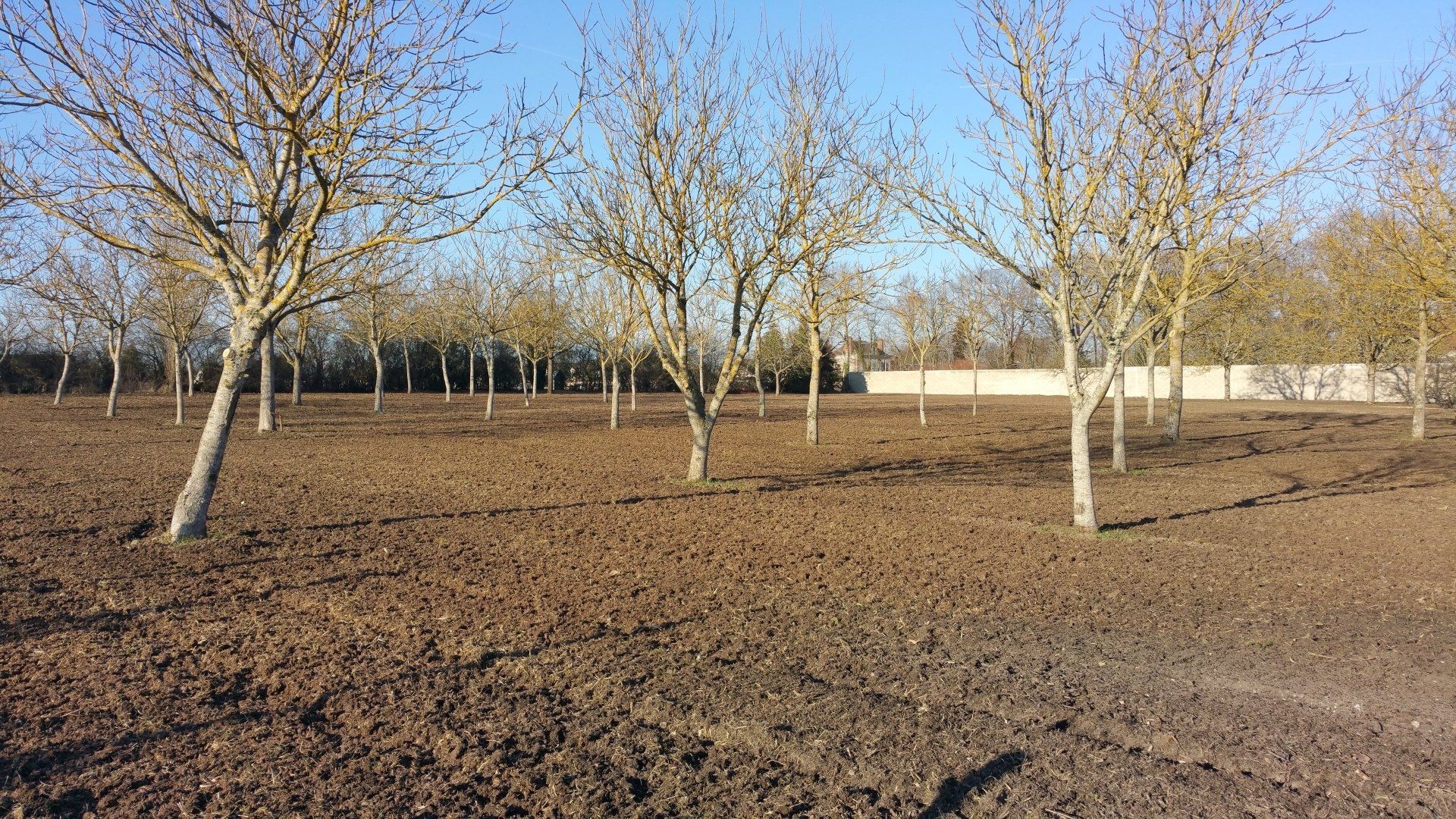 Arbres plantés en ligne