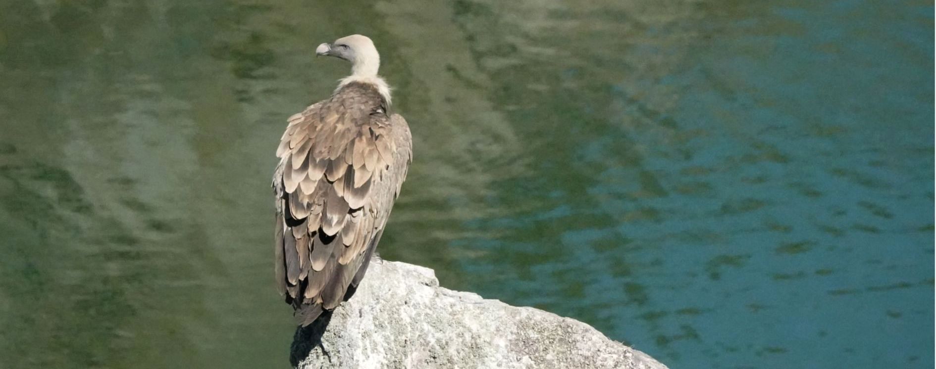 Geier im Nationalpark Monfragüe