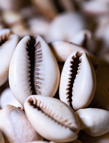 Coquillages africains 