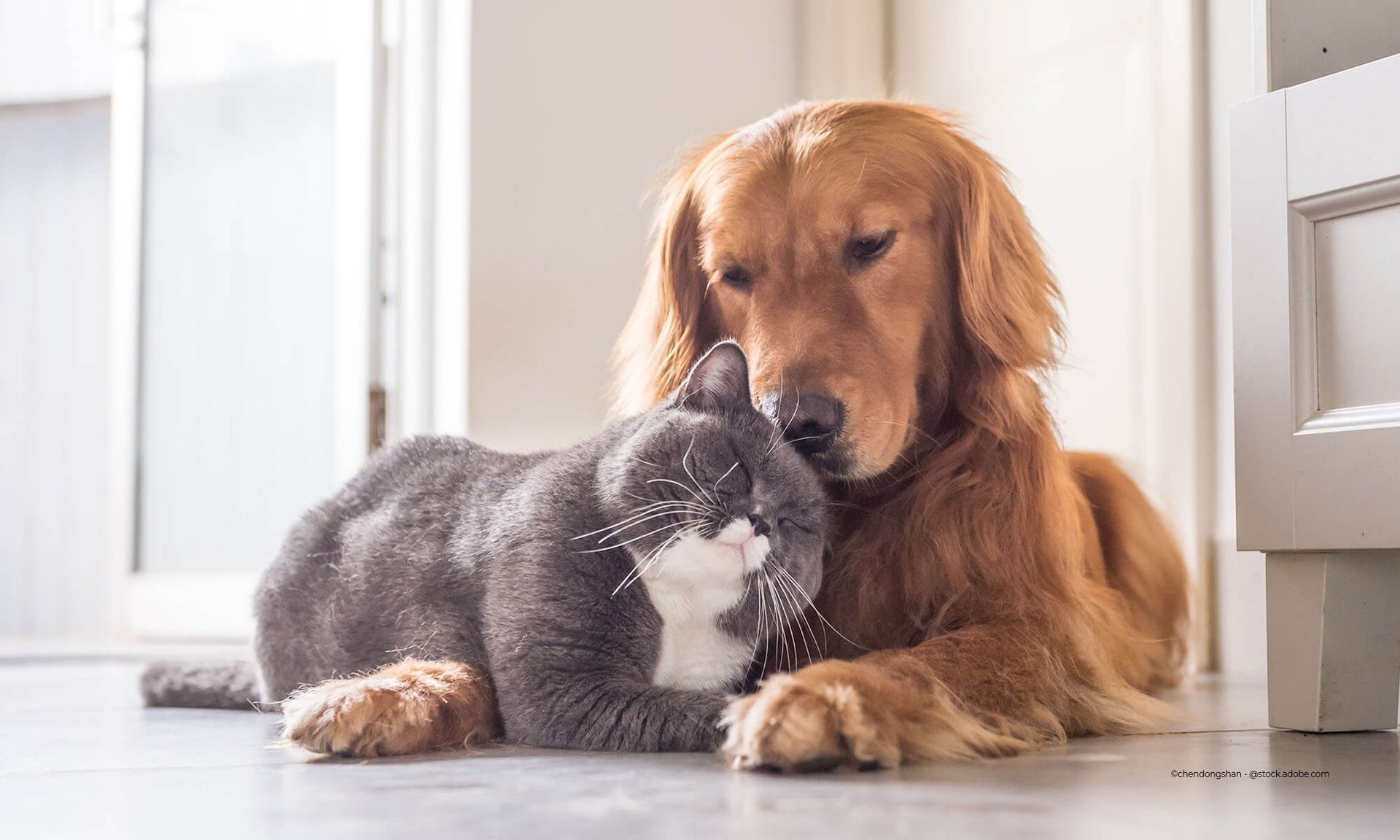 Hund und Katze