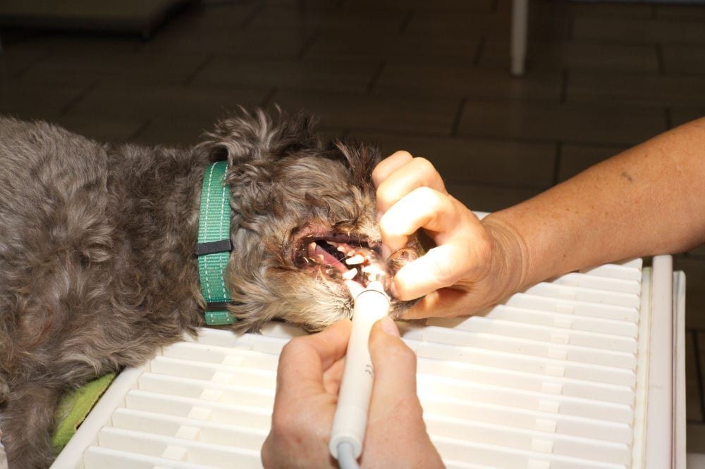 Operation am Hund