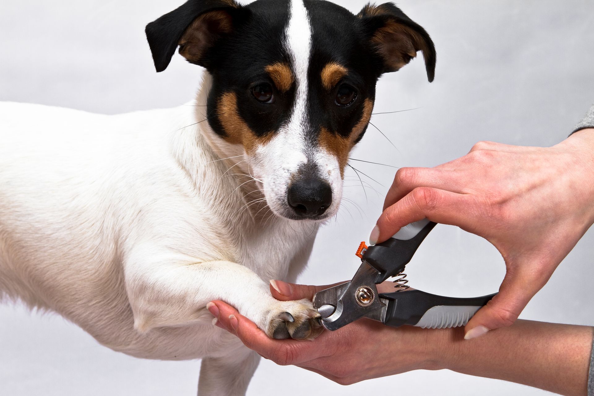 Eine Person hält mit ihren Händen die Pfote eines Hundes und schneidet ihm mit einer Krallenschere für Haustiere die Krallen.