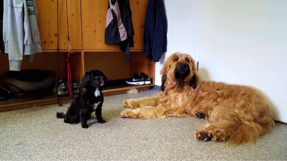 Ein kleiner schwarzer Hund sitzt neben einem grossen, zotteligen, goldbraunen Hund, der vor einem Holzschrank auf dem Boden liegt.
