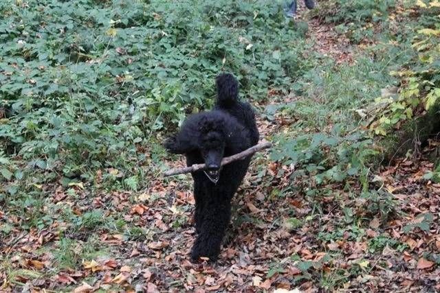 Ein schwarzer Pudel läuft einen Waldweg entlang und trägt einen Stock im Maul.