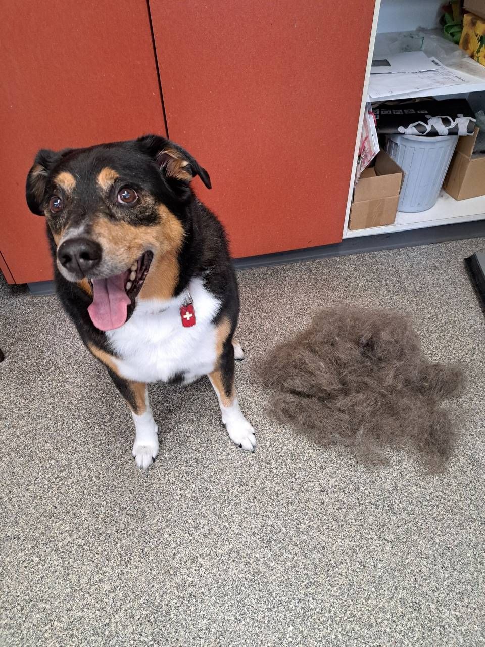 Ein glücklicher, dreifarbiger Hund sitzt auf dem Boden neben einem grossen Haufen ausgefallener Hundehaare.