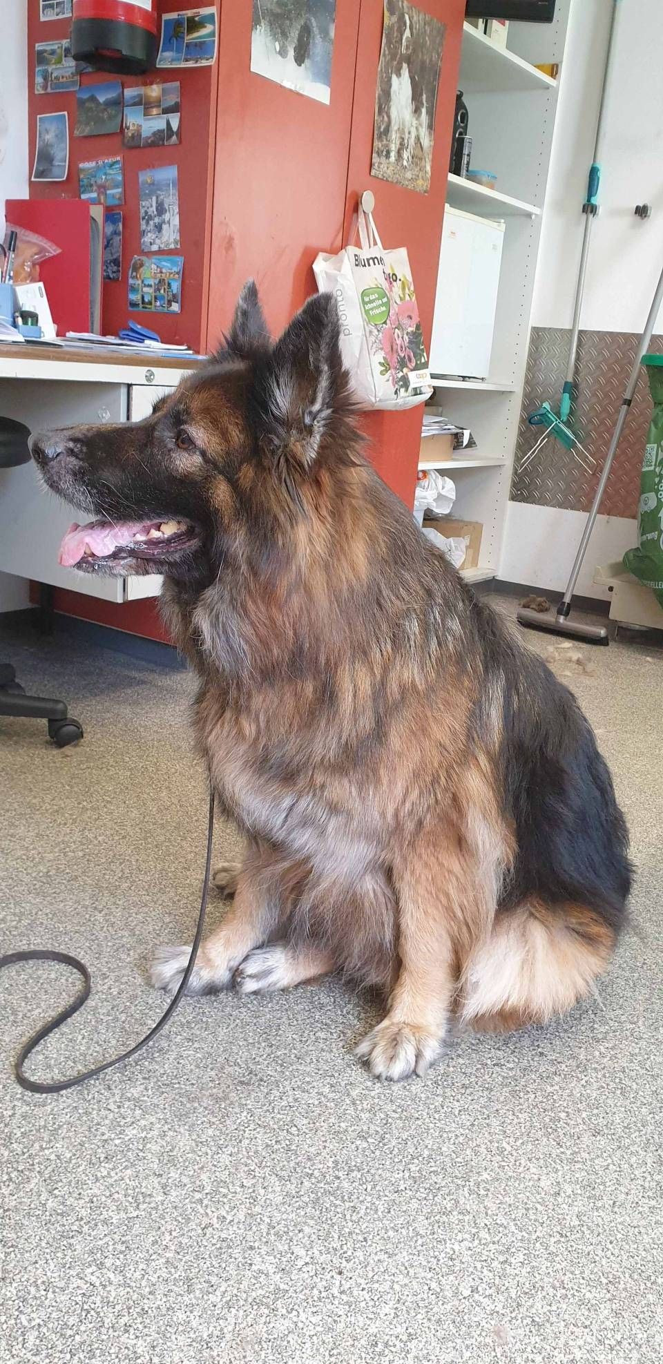 Ein Deutscher Schäferhund sitzt an der Leine auf einem gesprenkelten Boden in einem Zimmer, hechelt und hat die Zunge herausgestreckt.