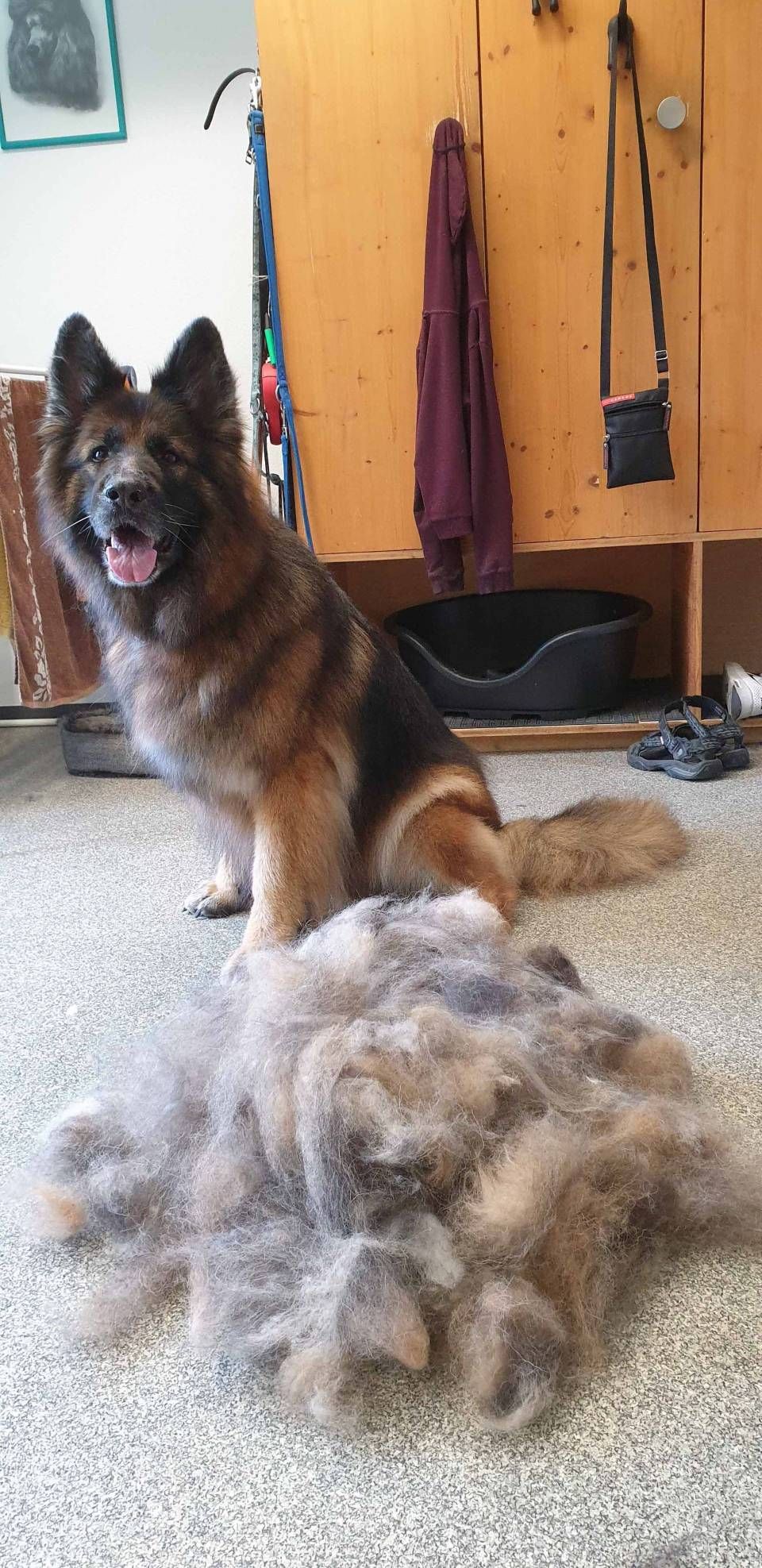Ein langhaariger Deutscher Schäferhund sitzt stolz neben einem grossen, flauschigen Haufen seiner eigenen ausgefallenen Haare auf einem Teppichboden.