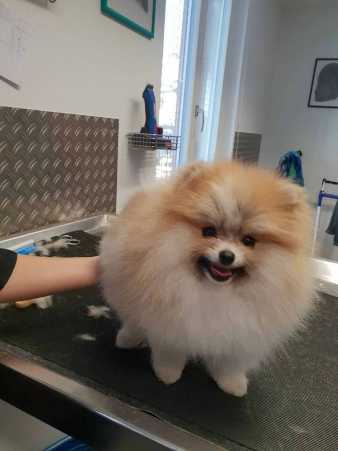 Ein flauschiger, hellbraun-weisser Pomeranian steht auf einem Pflegetisch und blickt mit einem glücklichen Ausdruck in die Kamera.