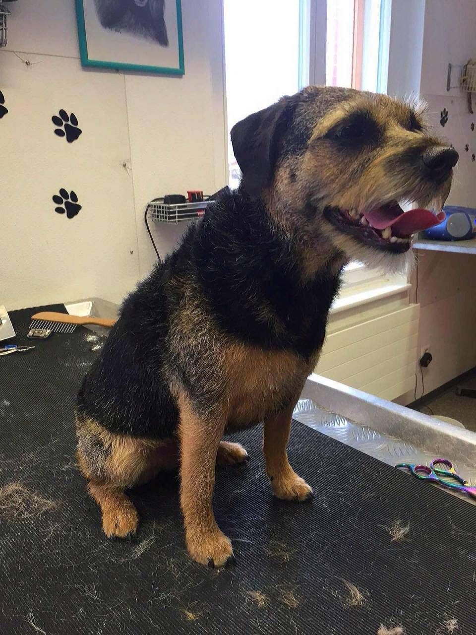 Ein kleiner, schwarz-brauner Terrier-Mischling sitzt mit offenem Maul auf einem schwarzen Pflegetisch und scheint zu hecheln.
