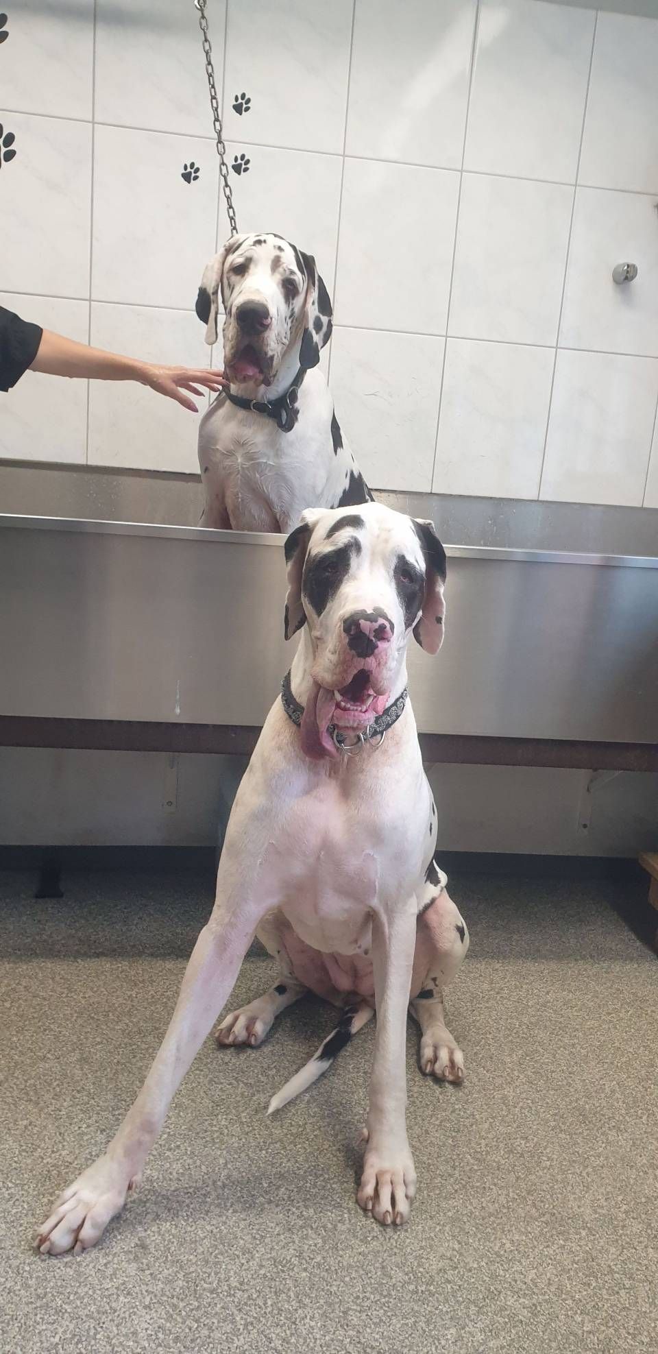 Zwei Harlekin-Doggen in einem gefliesten Pflegeraum, eine sitzt auf dem Boden, die andere steht in einer Metallwanne.