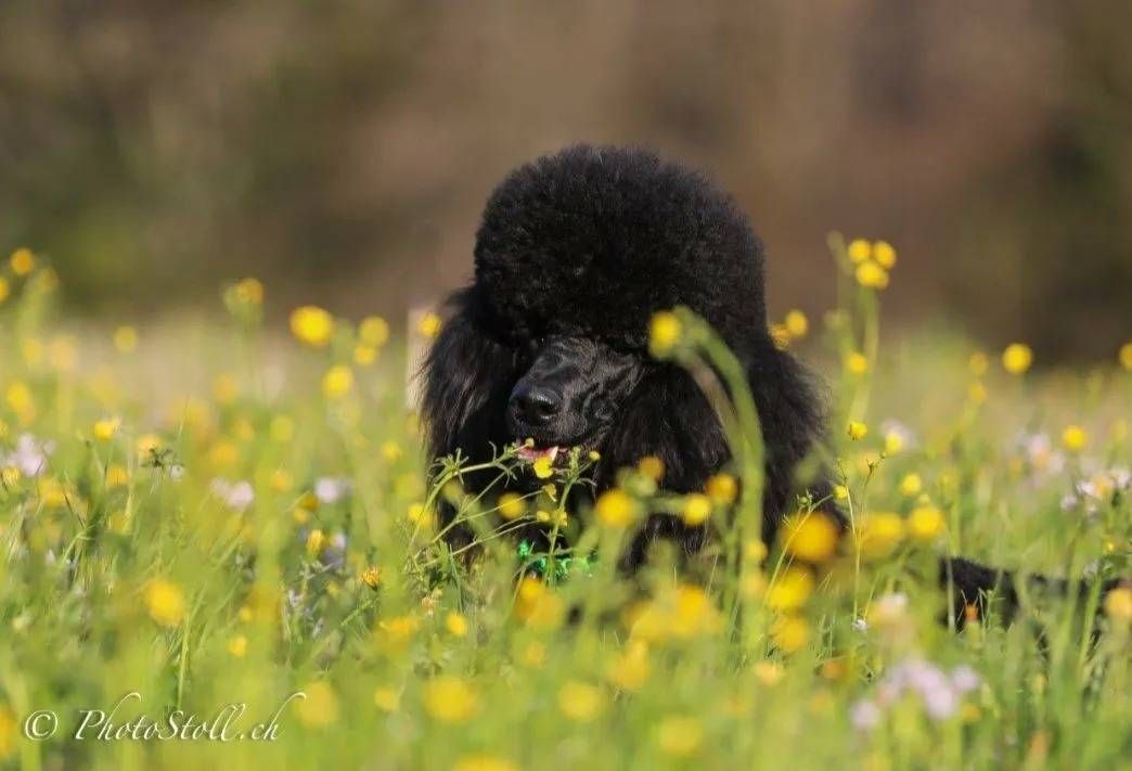 Ein schwarzer Pudel mit lockigem Fell sitzt auf einer Wiese mit gelben Wildblumen.