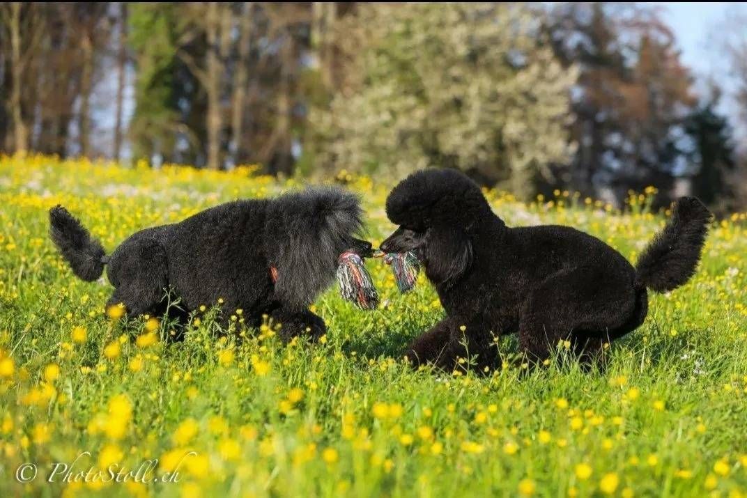 Zwei schwarze Pudel spielen zusammen auf einer grasbewachsenen, gelb blühenden Wiese.