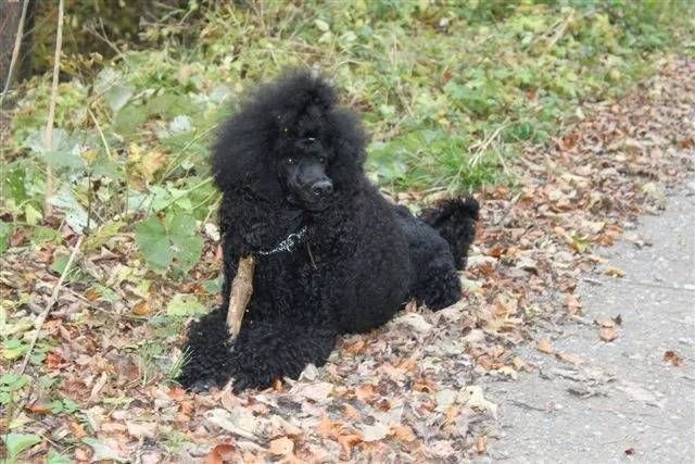 Ein schwarzer Königspudel liegt auf einem mit herabgefallenem Herbstlaub bedeckten Weg und hält einen kleinen Stock im Maul.