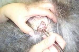 Mit einer Pinzette werden Haare aus dem Inneren des Hundeohrs entfernt – eine gängige Massnahme bei der Haustierpflege.