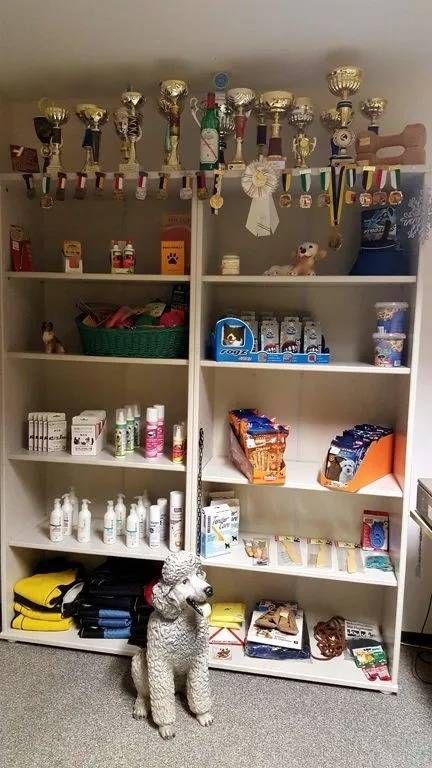 Ein grauer Pudel sitzt auf dem Boden vor zwei hohen weissen Regalen, die mit verschiedenen Trophäen, Medaillen und Tierbedarf gefüllt sind.