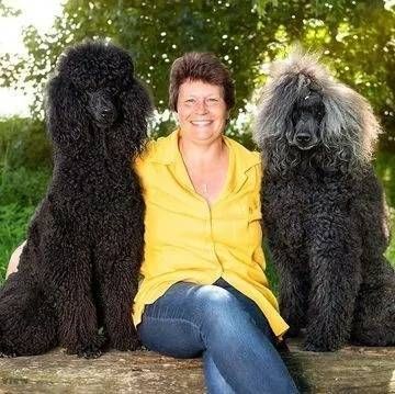 Eine Person in einem gelben Hemd sitzt im Freien zwischen zwei grossen, lockenhaarigen schwarzen Hunden.