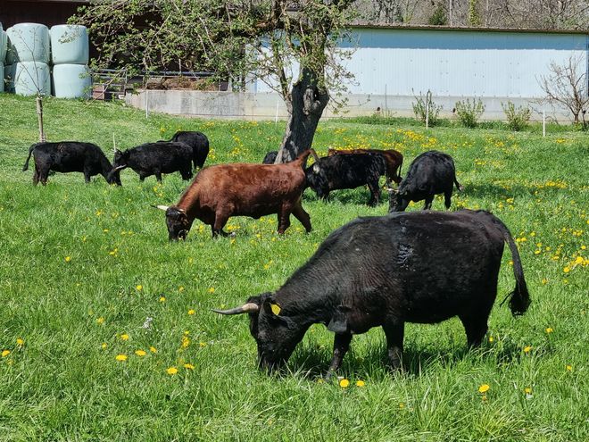 Drei braune Kühe grasen auf einem grasbewachsenen Feld