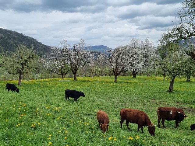 Drei braune Kühe grasen auf einem grasbewachsenen Feld