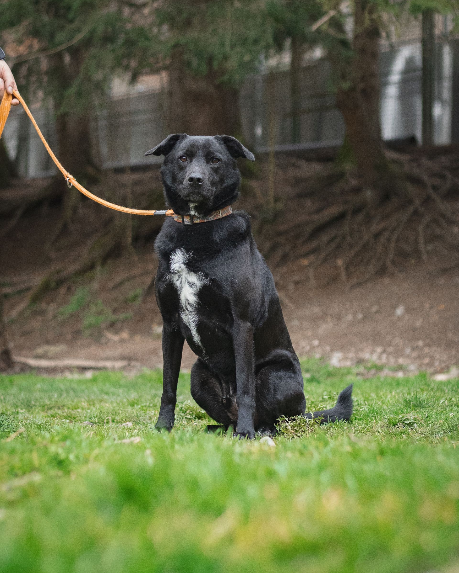 Maloun SOS Hund Tierheim adoptieren