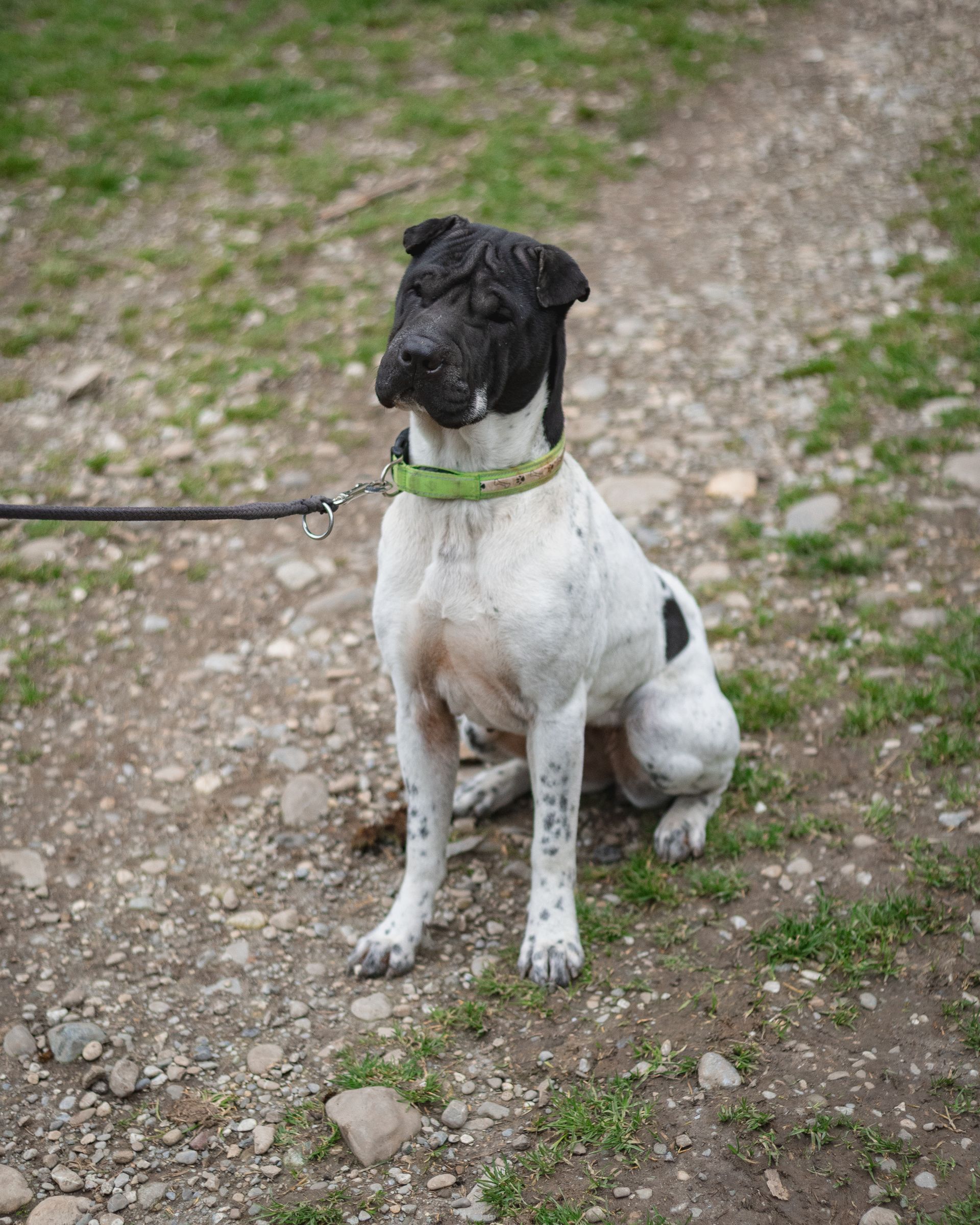 SOS Hund Tierheim adoptieren